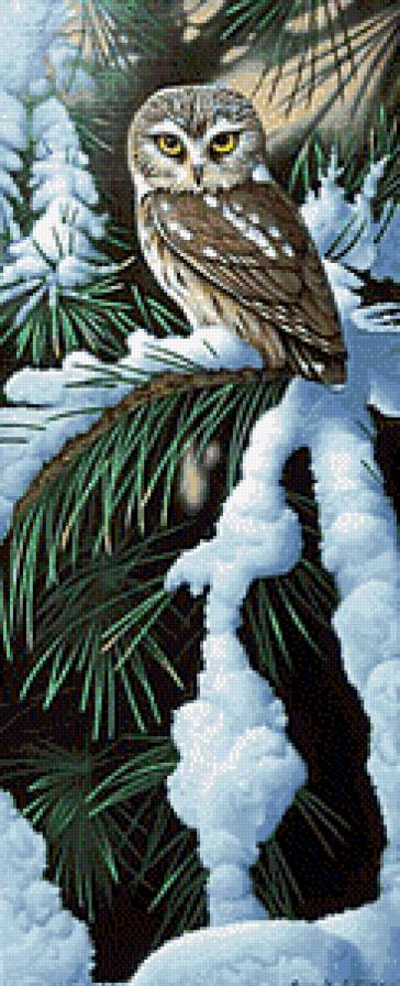 Сова - сова, птицы - предпросмотр