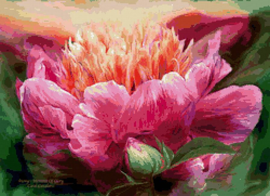 пион - цветы, пион - предпросмотр