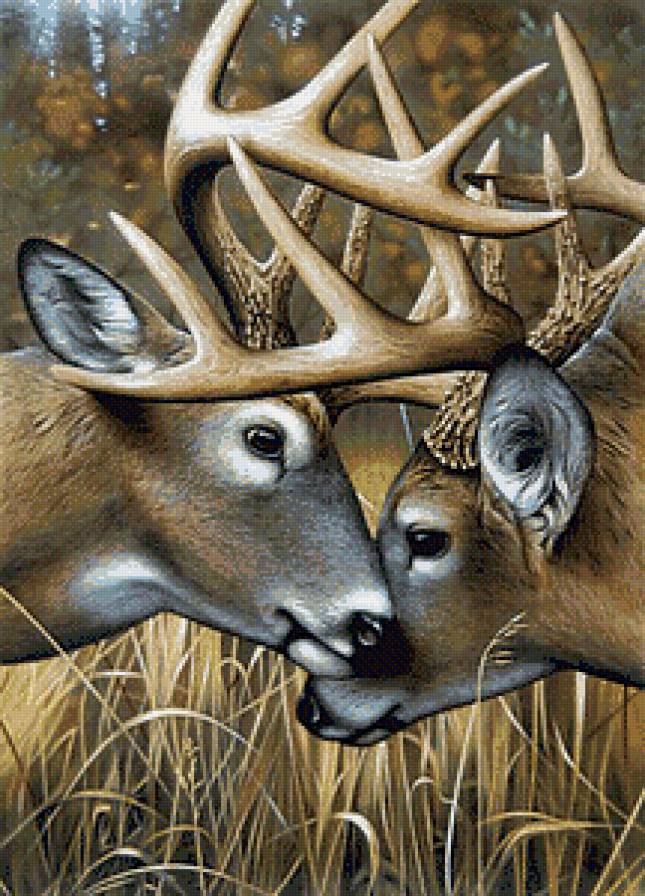 Олени - животные, олени - предпросмотр