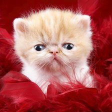 Схема вышивки «Котенок»