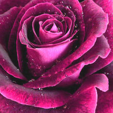 Схема вышивки «роз бор»