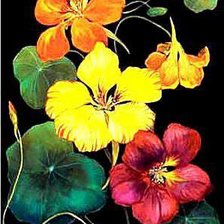 Схема вышивки «настур»