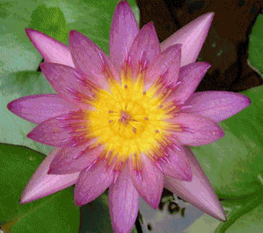 чудо - цветы - предпросмотр