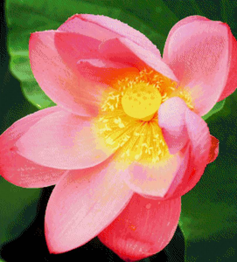 чудо - цветы - предпросмотр