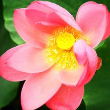 Схема вышивки «чудо»