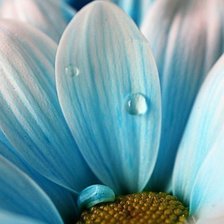 Схема вышивки «Серия "Цветы"»