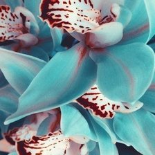 Схема вышивки «Серия "Цветы" 5»