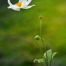 Схема вышивки «Серия "Цветы" 6»