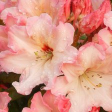 после дождя