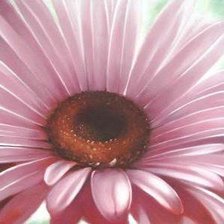 Схема вышивки «гербер»