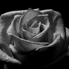 Схема вышивки «роза ч/б»