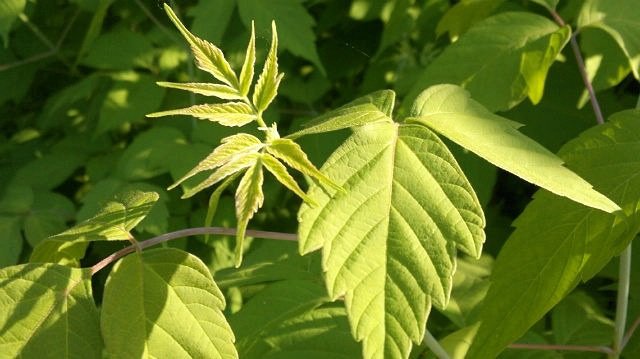 Лист - зелень, лист - оригинал