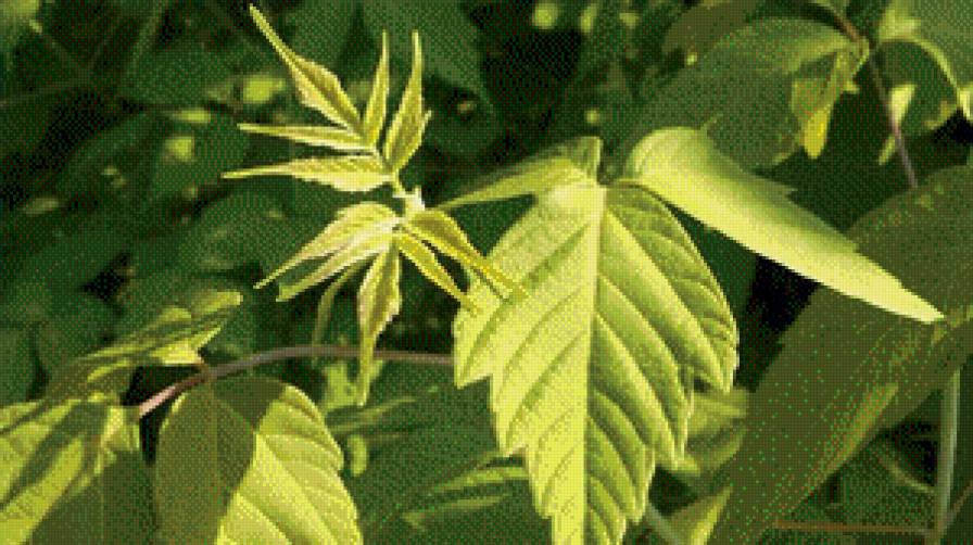 Лист - зелень, лист - предпросмотр