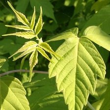 Схема вышивки «Лист»