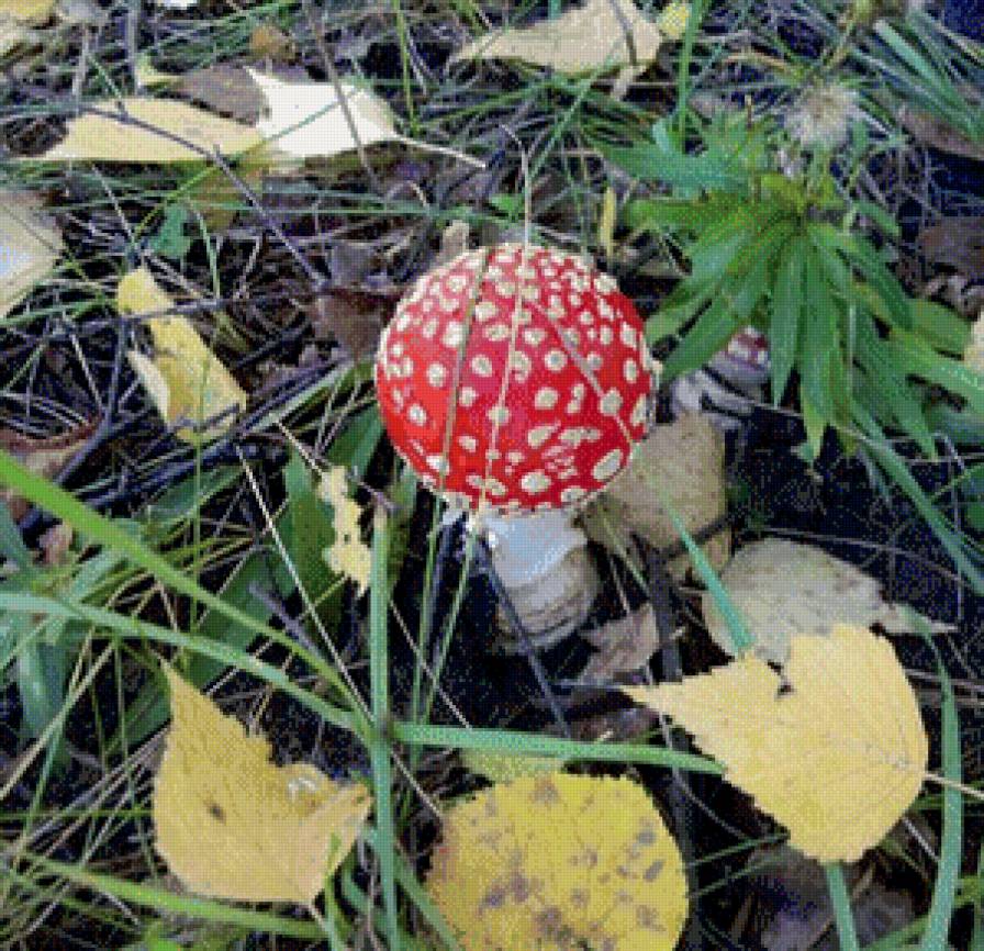 Мухомор - гриб, мухомор - предпросмотр