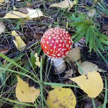 Схема вышивки «Мухомор»