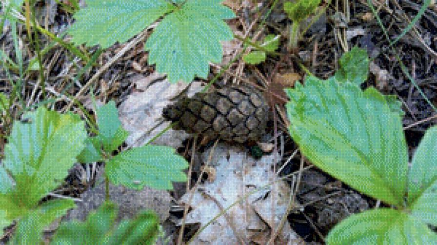 Шишка - шишка - предпросмотр