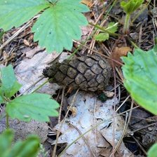 Схема вышивки «Шишка»