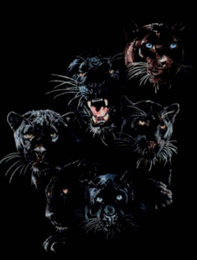 Дикие кошки - дикие кошки, животные - предпросмотр