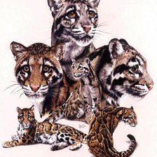 Схема вышивки «Дикие кошки»