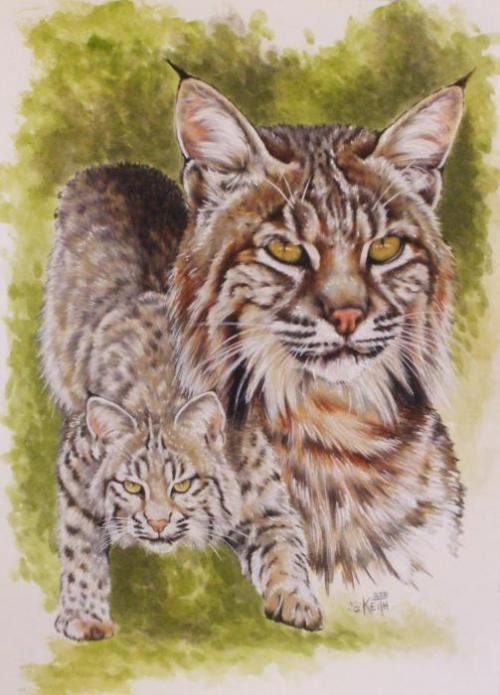 Рысь - дикие кошки, животные - оригинал