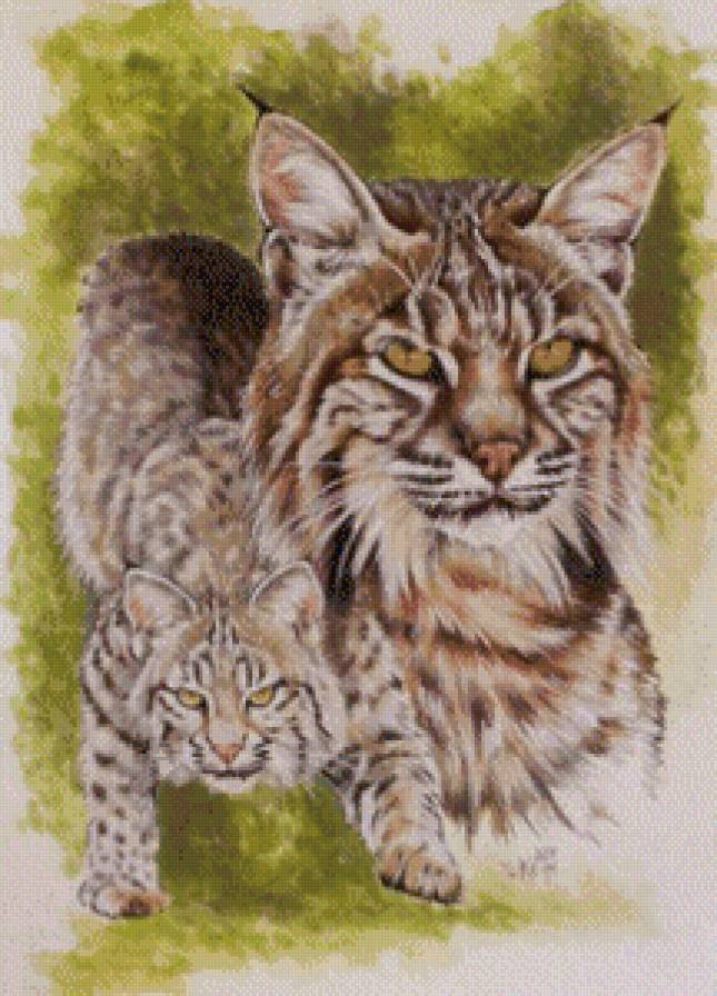 Рысь - дикие кошки, животные - предпросмотр