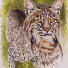 Схема вышивки «Рысь»