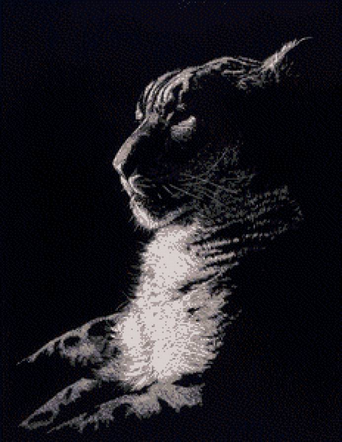 Тигр - животные, дикие кошки - предпросмотр