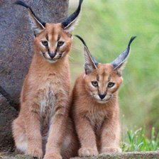 Схема вышивки «Киски»