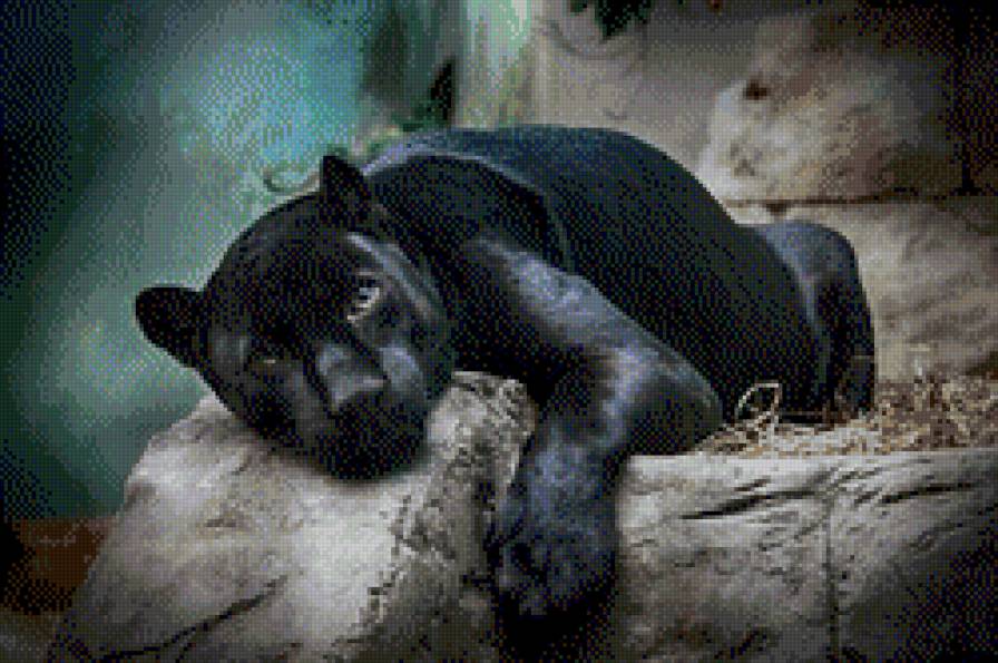 Пантера - пантера, животные, кошка - предпросмотр