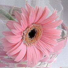 Схема вышивки «Гербер»