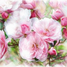 Схема вышивки «Пионы нежные»