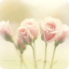 Схема вышивки «нежнейшие розы»