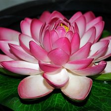 РОЗОВЫЙ ЛОТОС