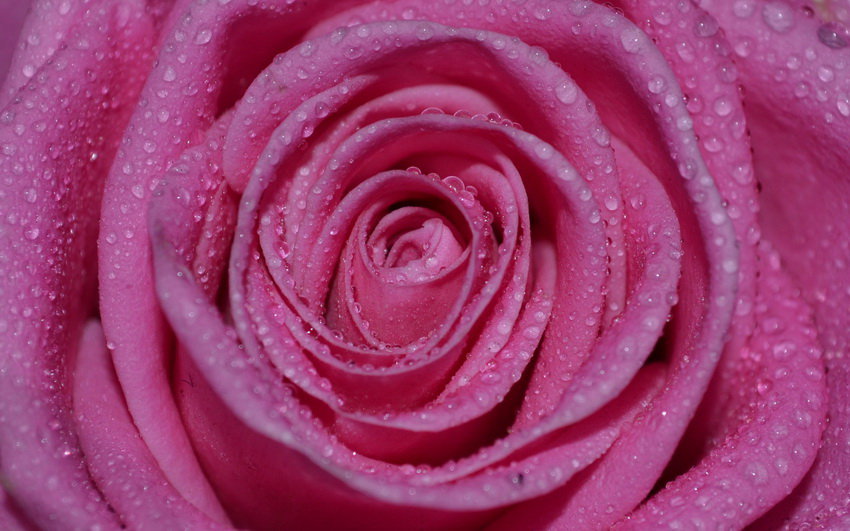 РОЗОВАЯ РОЗА В КАПЛЯХ - цветы, розы - оригинал