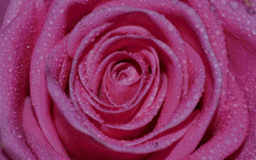 РОЗОВАЯ РОЗА В КАПЛЯХ - цветы, розы - предпросмотр