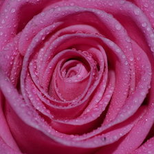 Схема вышивки «РОЗОВАЯ РОЗА В КАПЛЯХ»