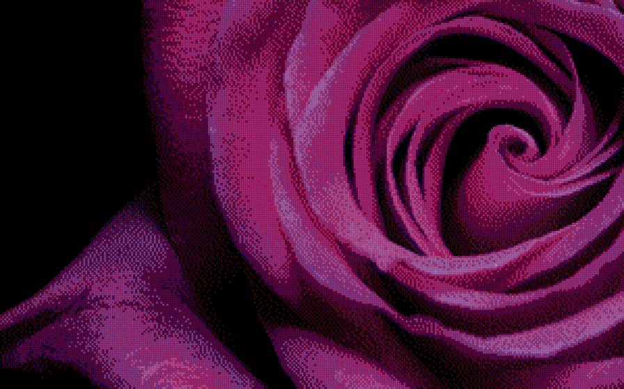 СИРЕНЕВАЯ РОЗА - цветы, розы - предпросмотр