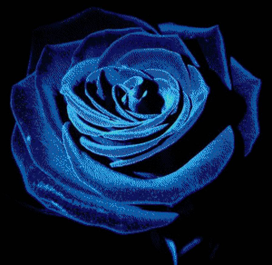 СИНЯЯ РОЗА - цветы, розы - предпросмотр