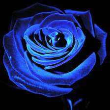 Схема вышивки «СИНЯЯ РОЗА»