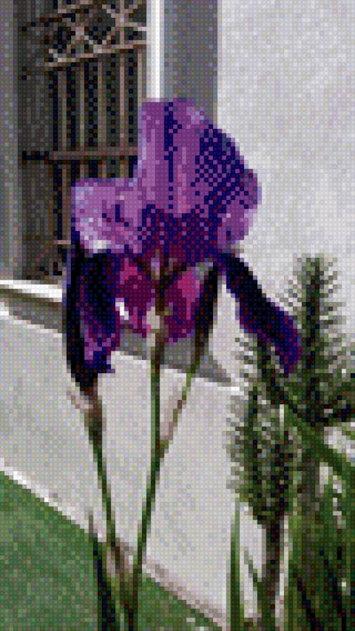 ирис 1 - цветы - предпросмотр