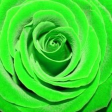 Схема вышивки «ЗЕЛНАЯ РОЗА»