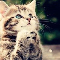 Схема вышивки «котенок»