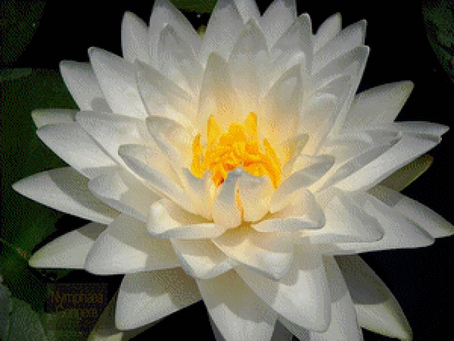 ЕЩЕ БЕЛЫЙ ЛОТОС - лотос, цветы - предпросмотр