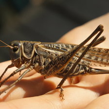 Схема вышивки «кузнечик»