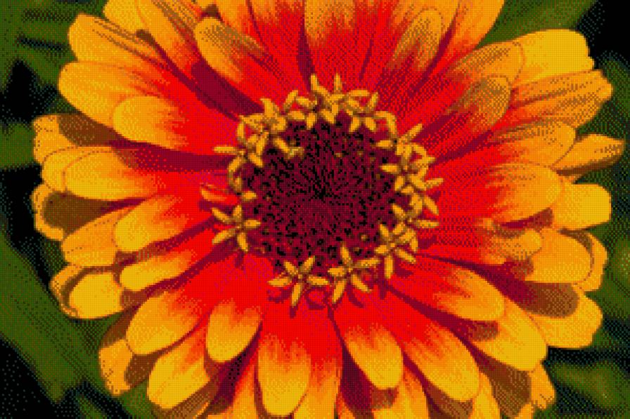 чудо - цветы - предпросмотр