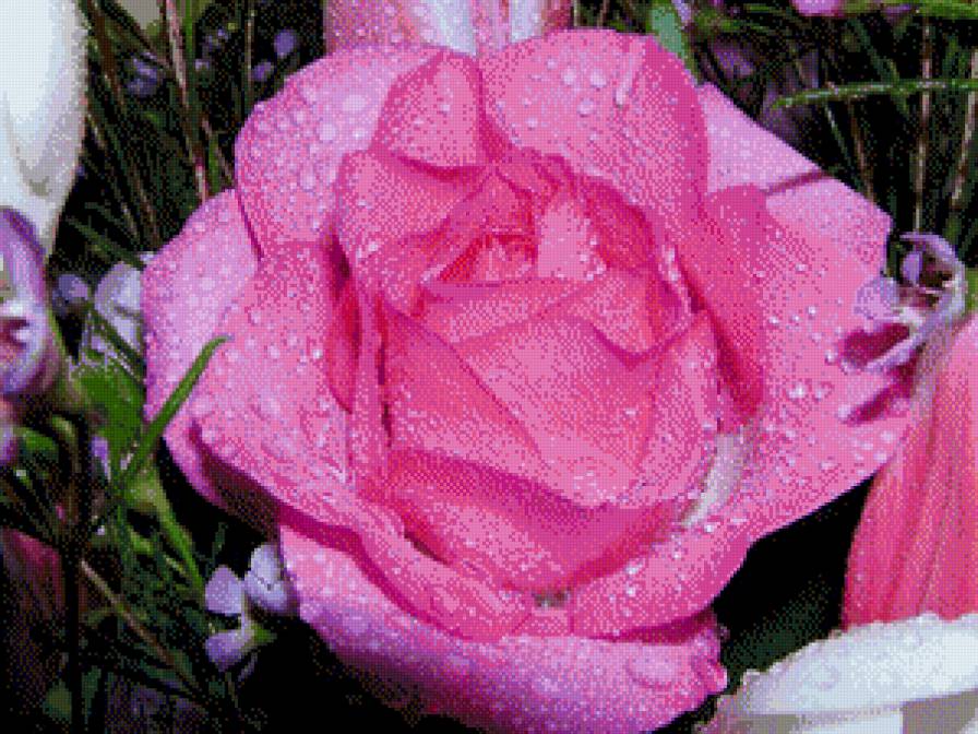 чудо - цветы, роза - предпросмотр