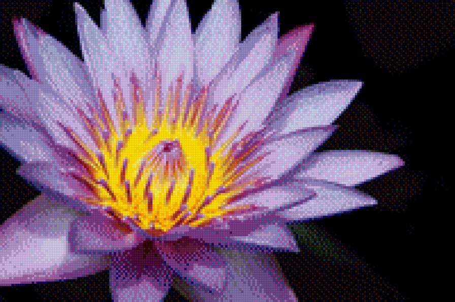 красивый цветок - цветы, красота - предпросмотр