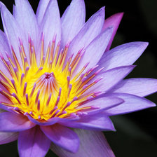 Схема вышивки «красивый цветок»