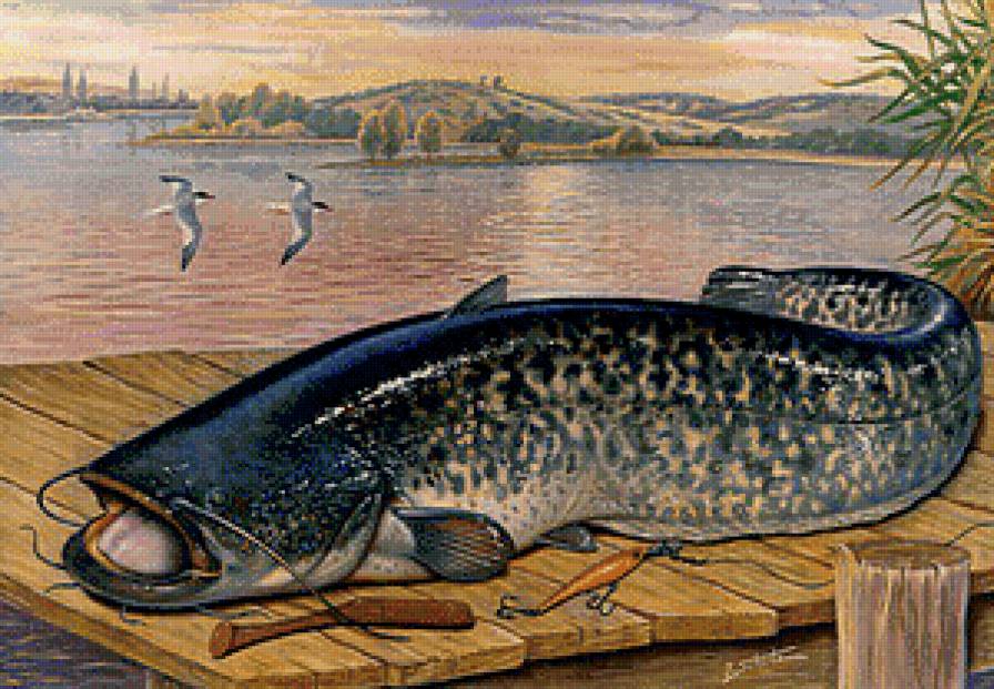 Сом - пейзаж, река, рыбалка, рыба - предпросмотр